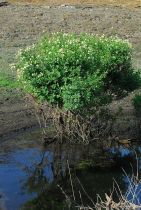 Cephalanthus occidentalis var. californicus