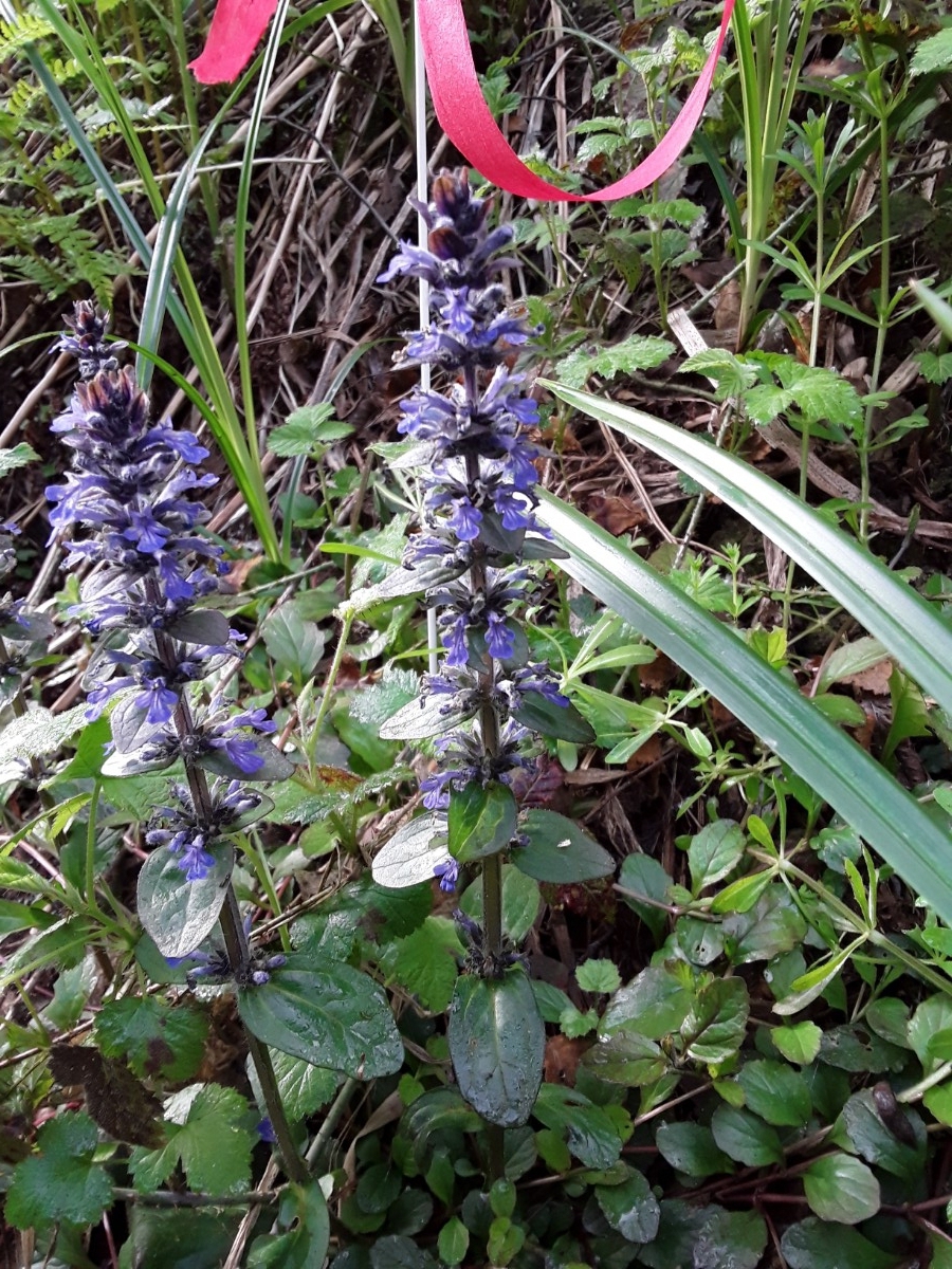 Ajuga reptans