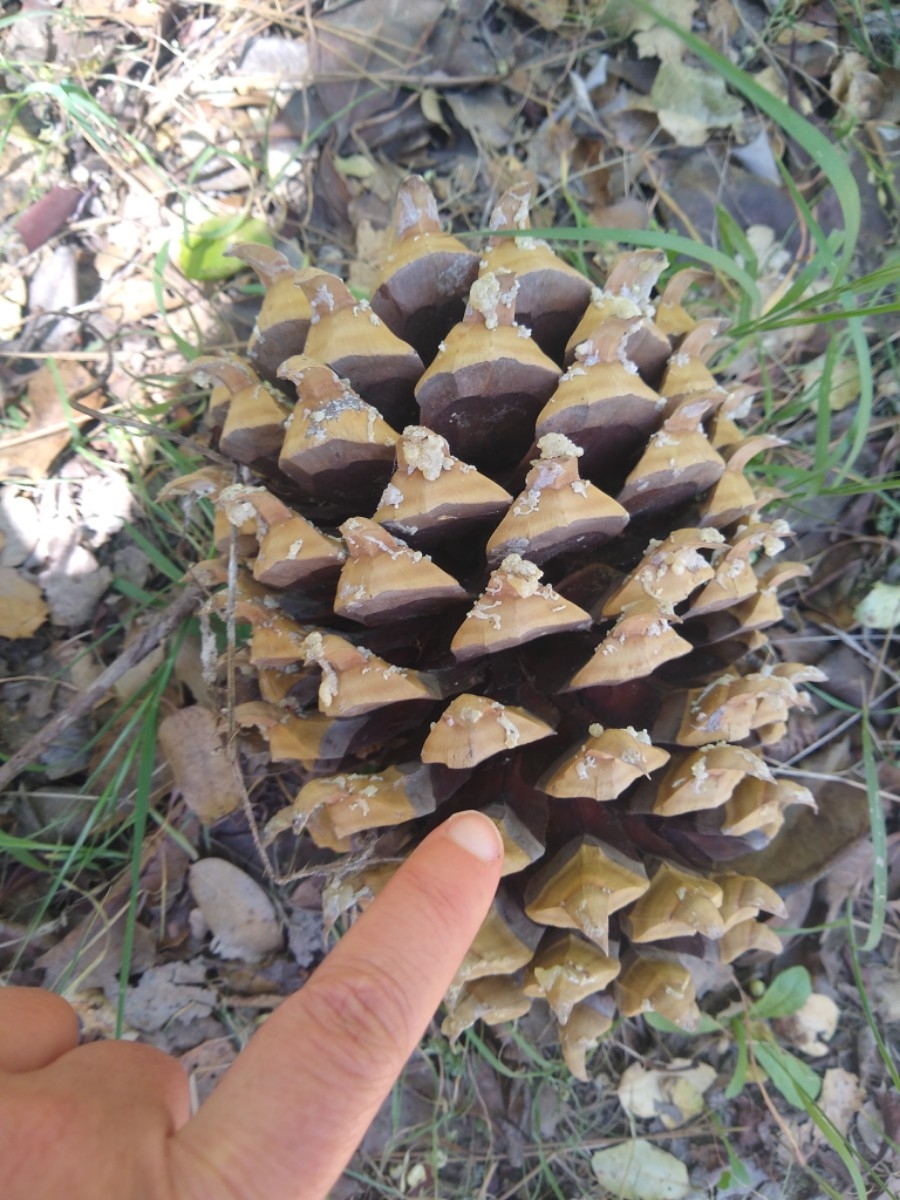 Pinus coulteri