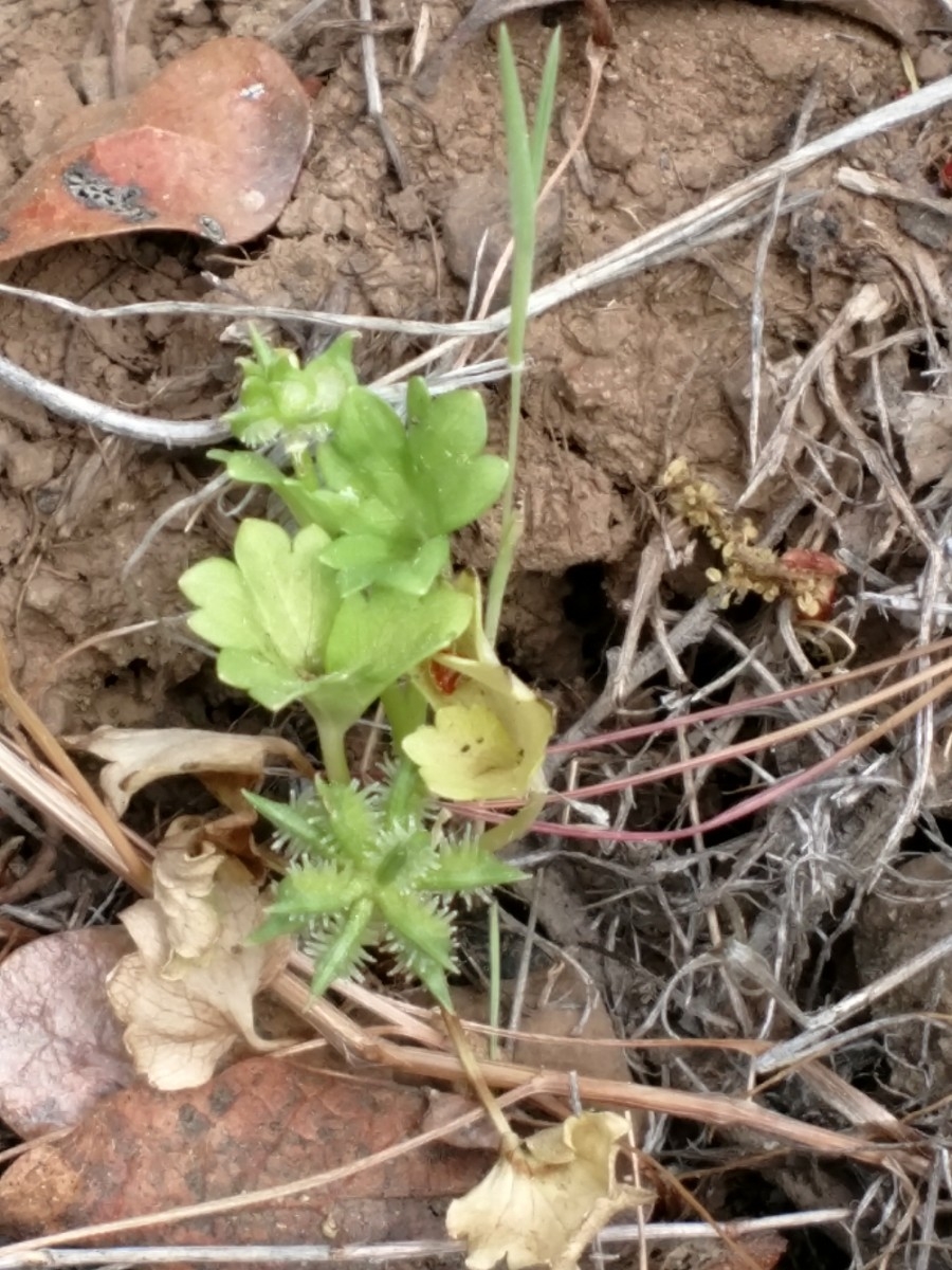 Ranunculus arvensis