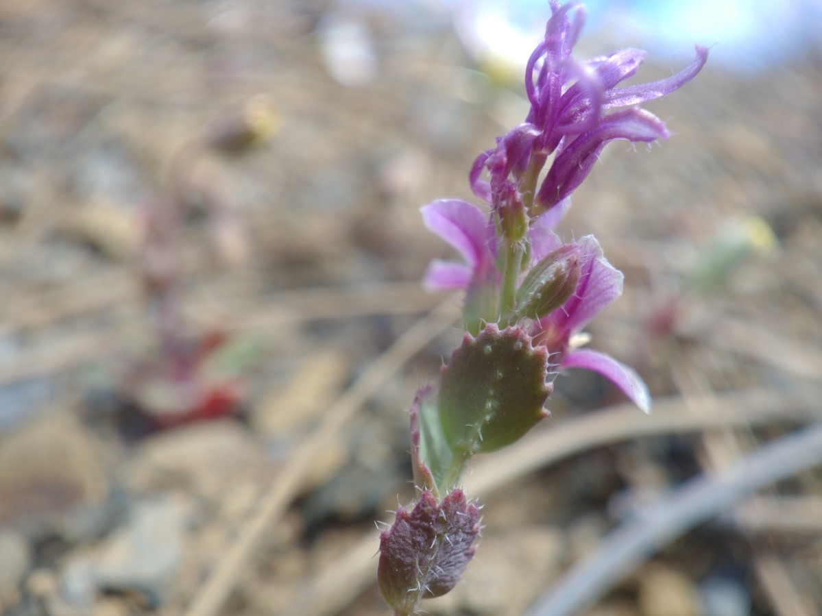 Streptanthus callistus