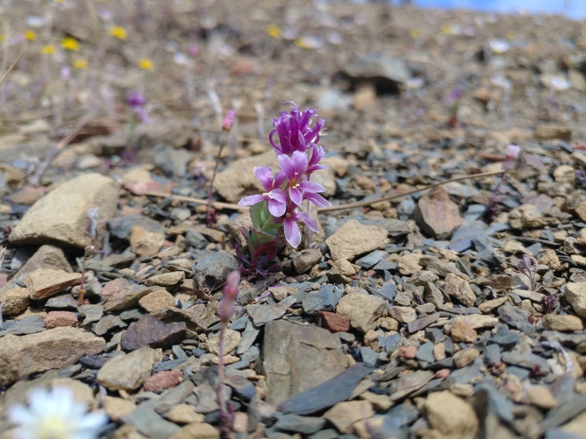 Streptanthus callistus