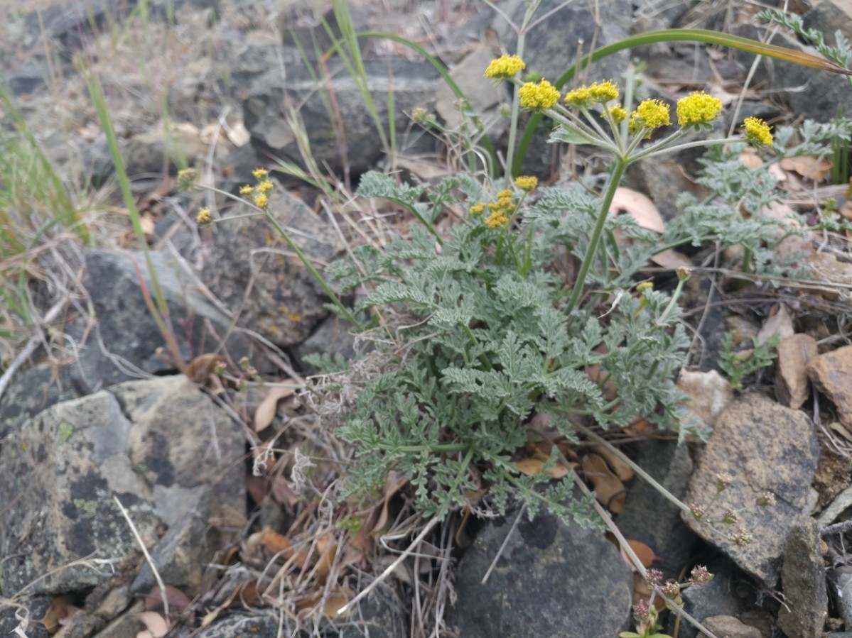 Lomatium observatorium