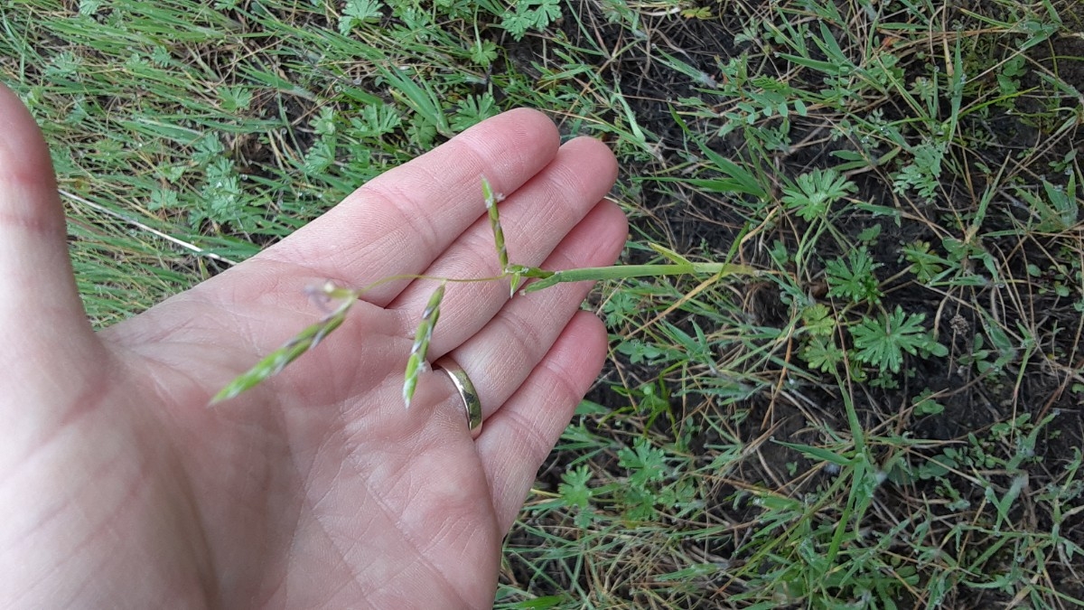 Pleuropogon californicus var. davyi