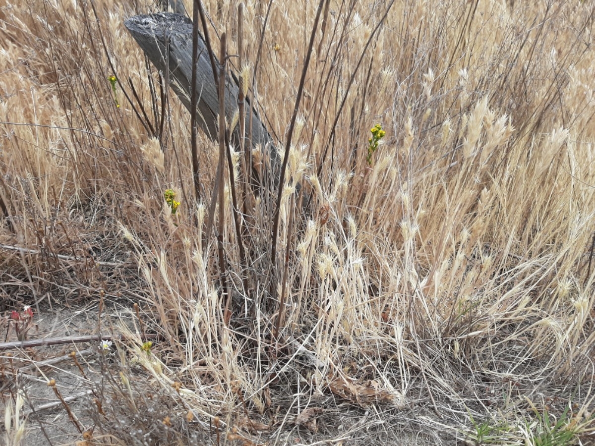 Hordeum intercedens