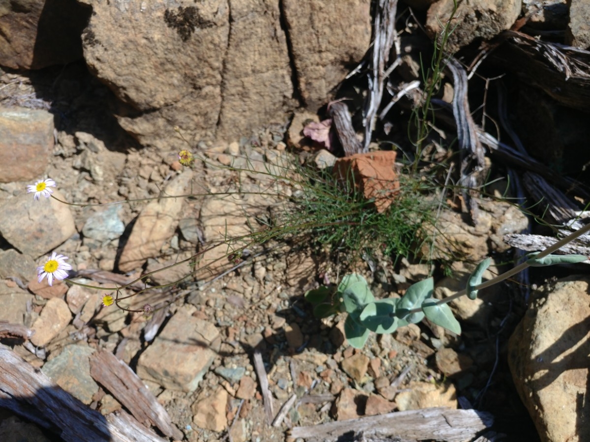 Erigeron serpentinus