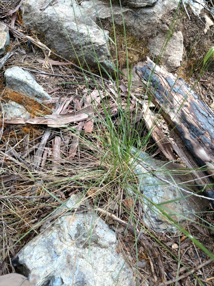 Stipa lemmonii var. lemmonii