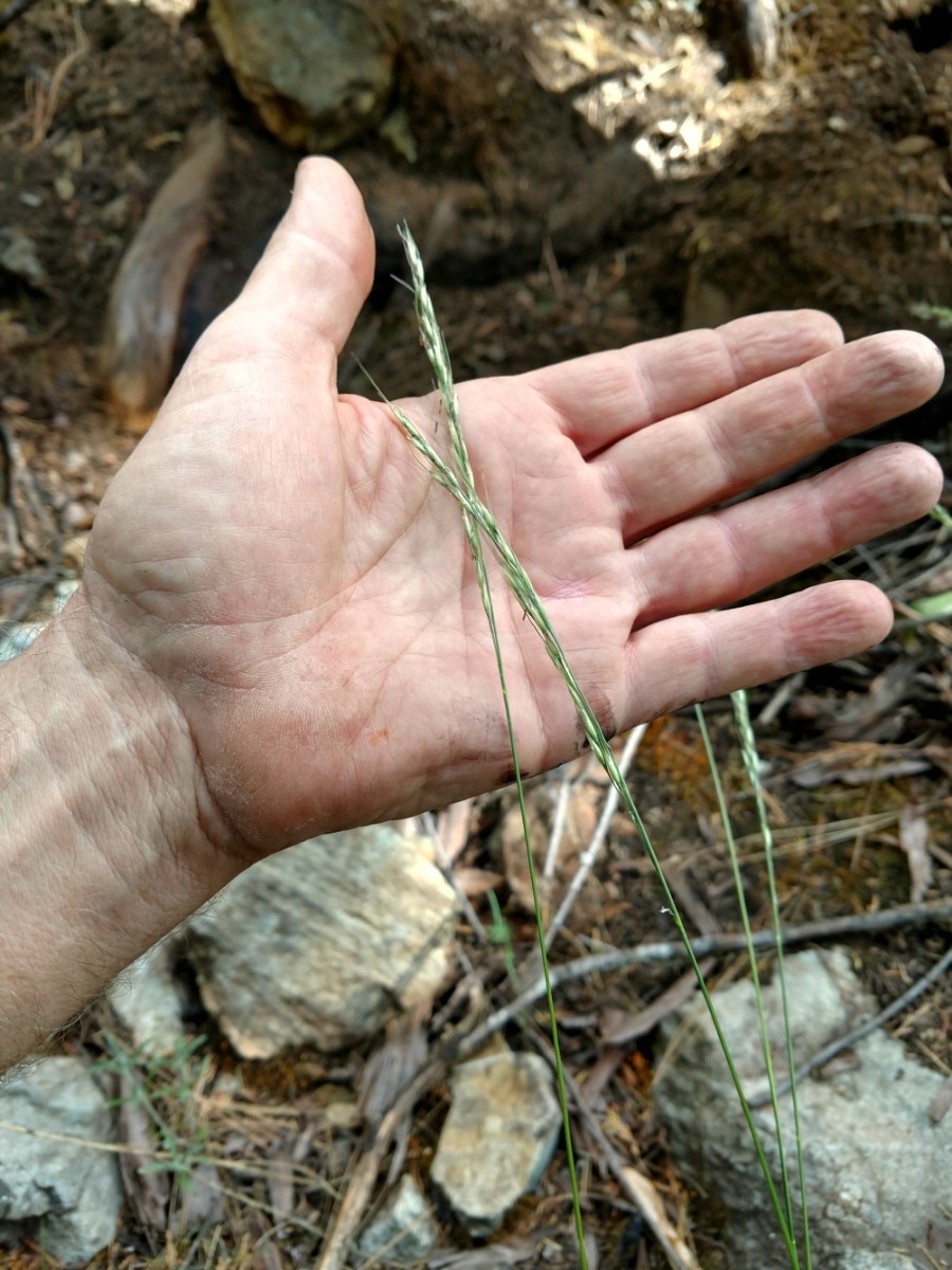 Stipa lemmonii var. lemmonii