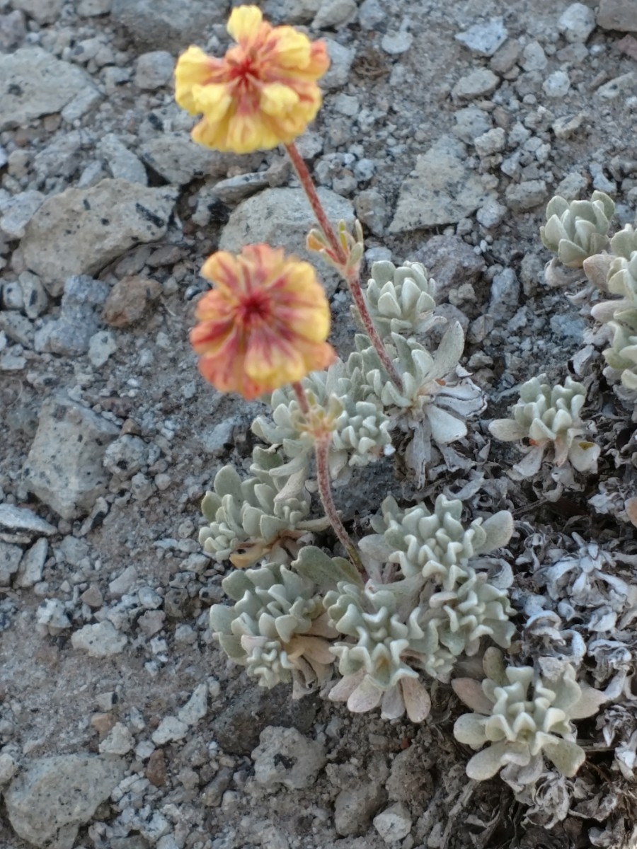 Eriogonum strictum var. anserinum