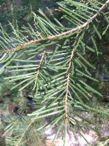 Abies concolor