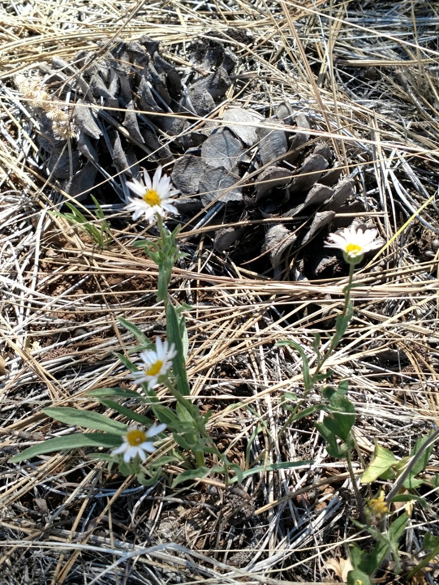 Erigeron lassenianus