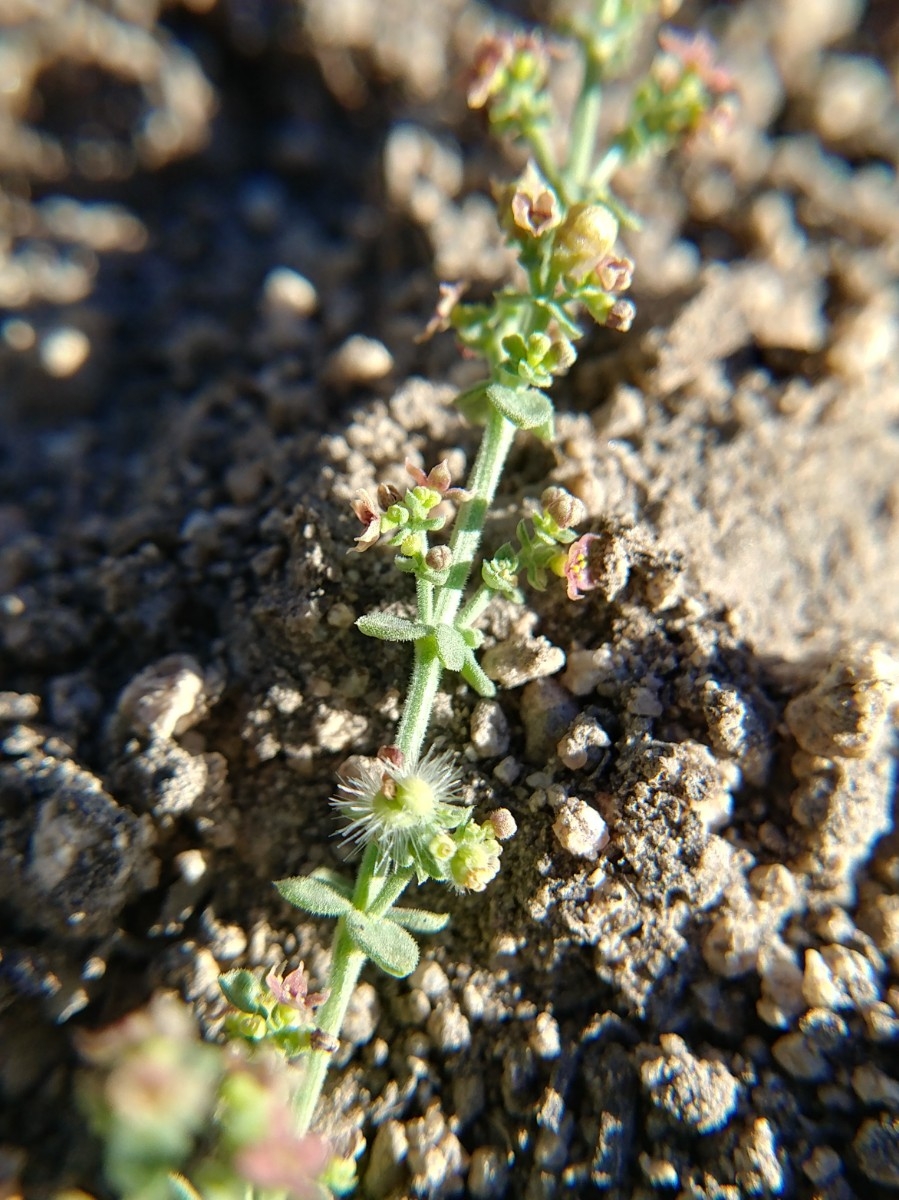 Galium parishii