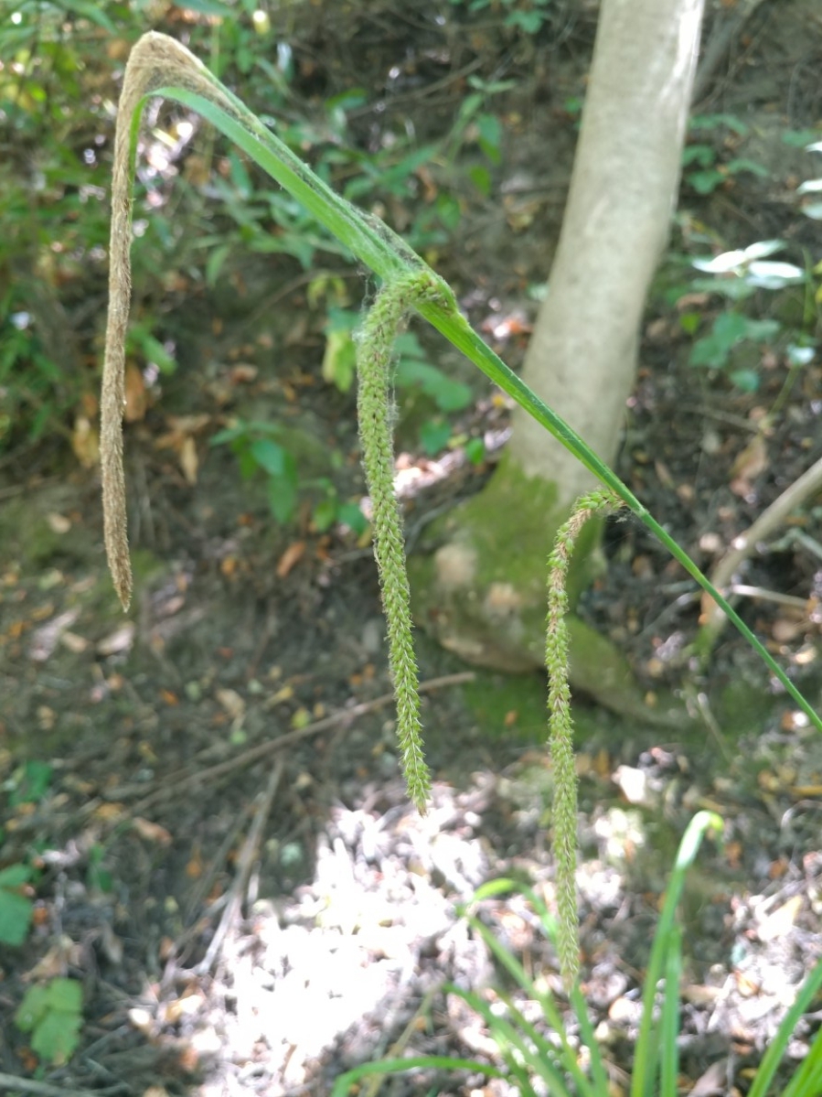 Carex pendula