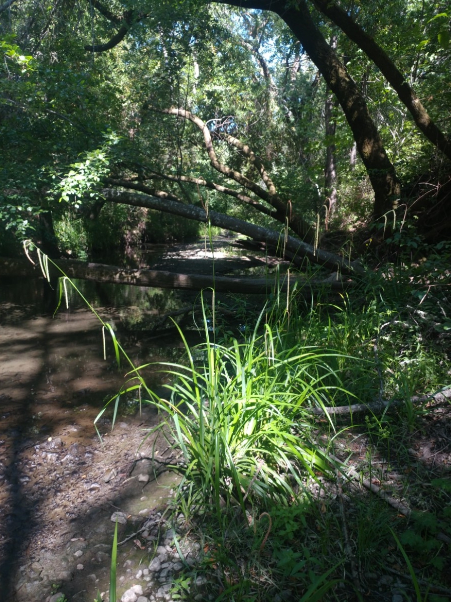 Carex pendula