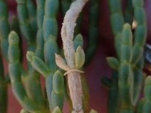 Salicornia subterminalis