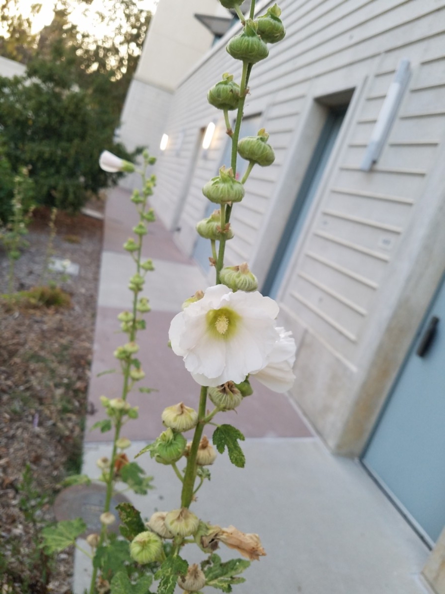 Alcea rosea