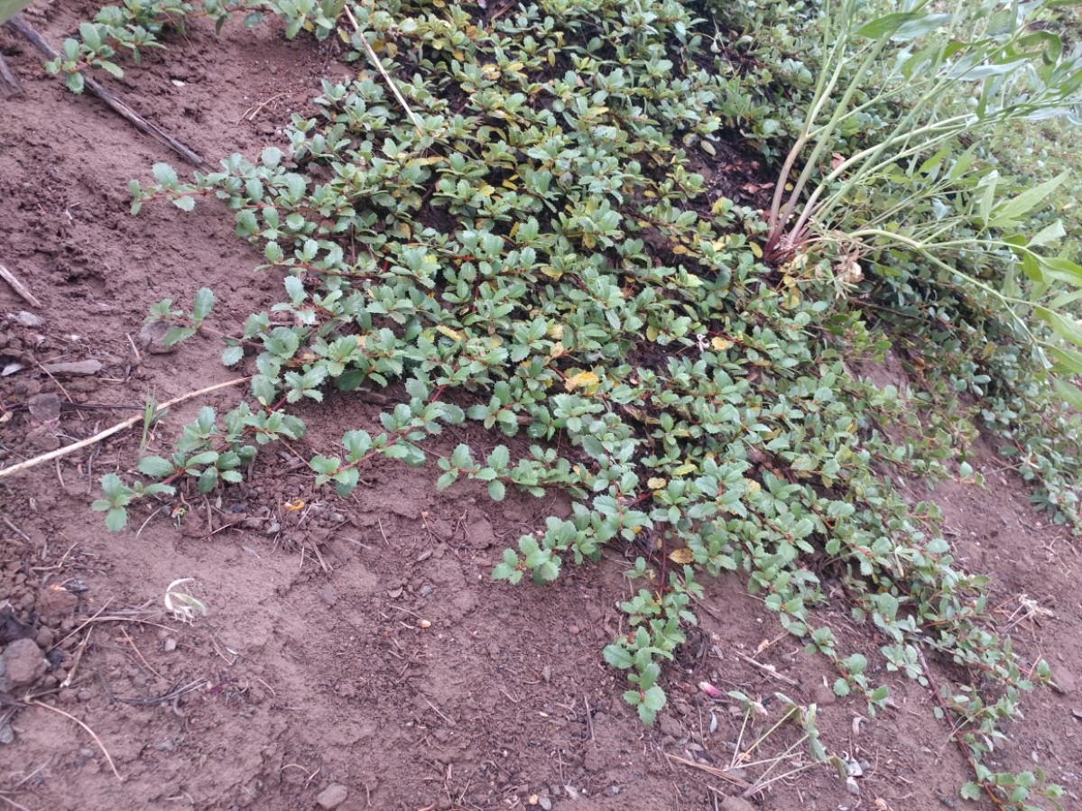 Ceanothus prostratus var. prostratus