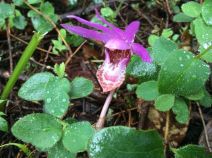 Calypso bulbosa var. occidentalis