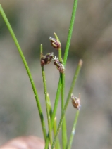 Scirpus cernuus ssp. californicus
