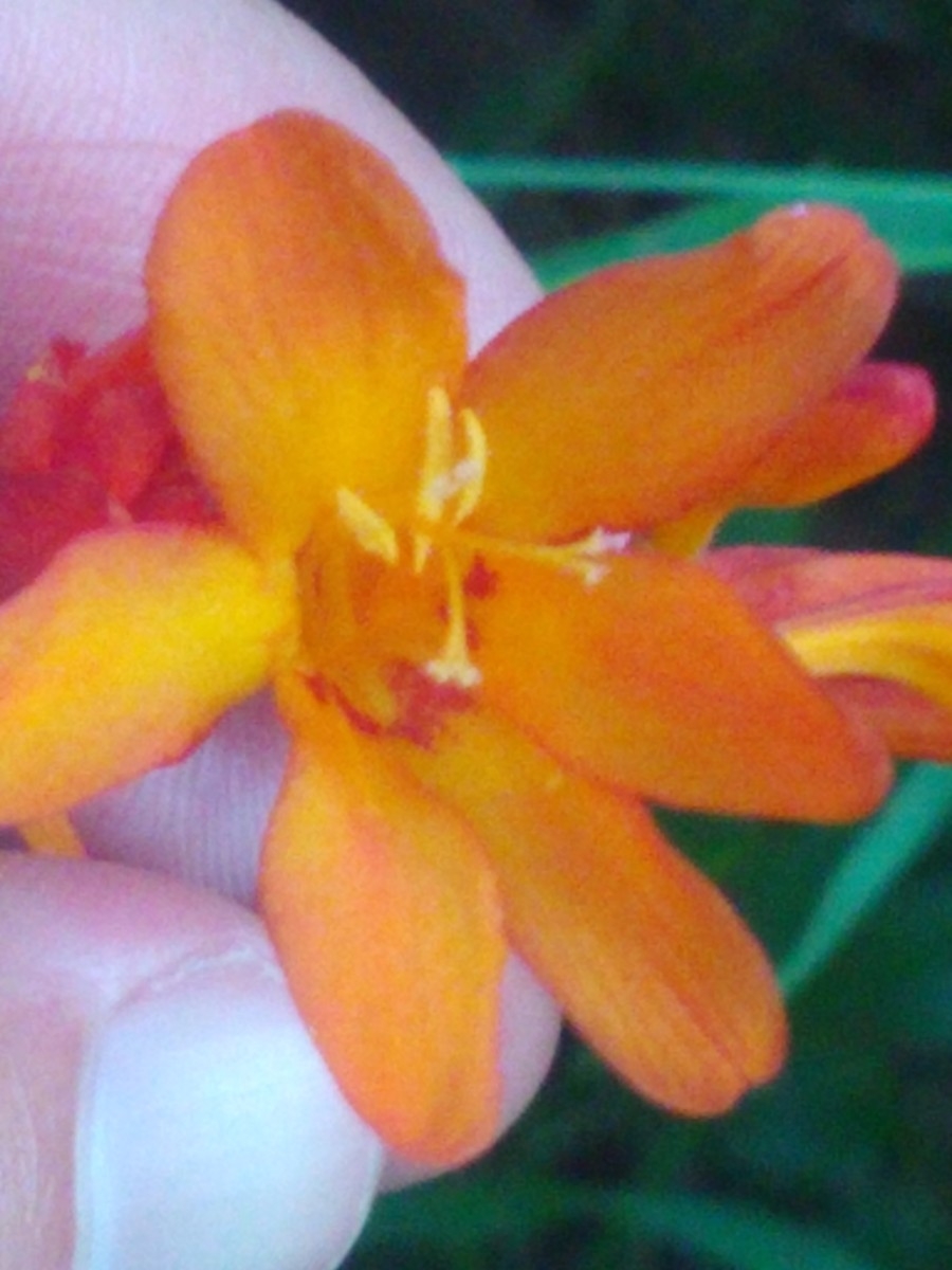 Watsonia meriana