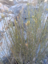 Ericameria nauseosa ssp. consimilis var. leiosperma