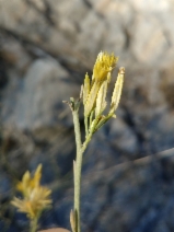 Ericameria nauseosa ssp. consimilis var. leiosperma