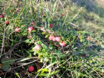 Cotoneaster integrifolius