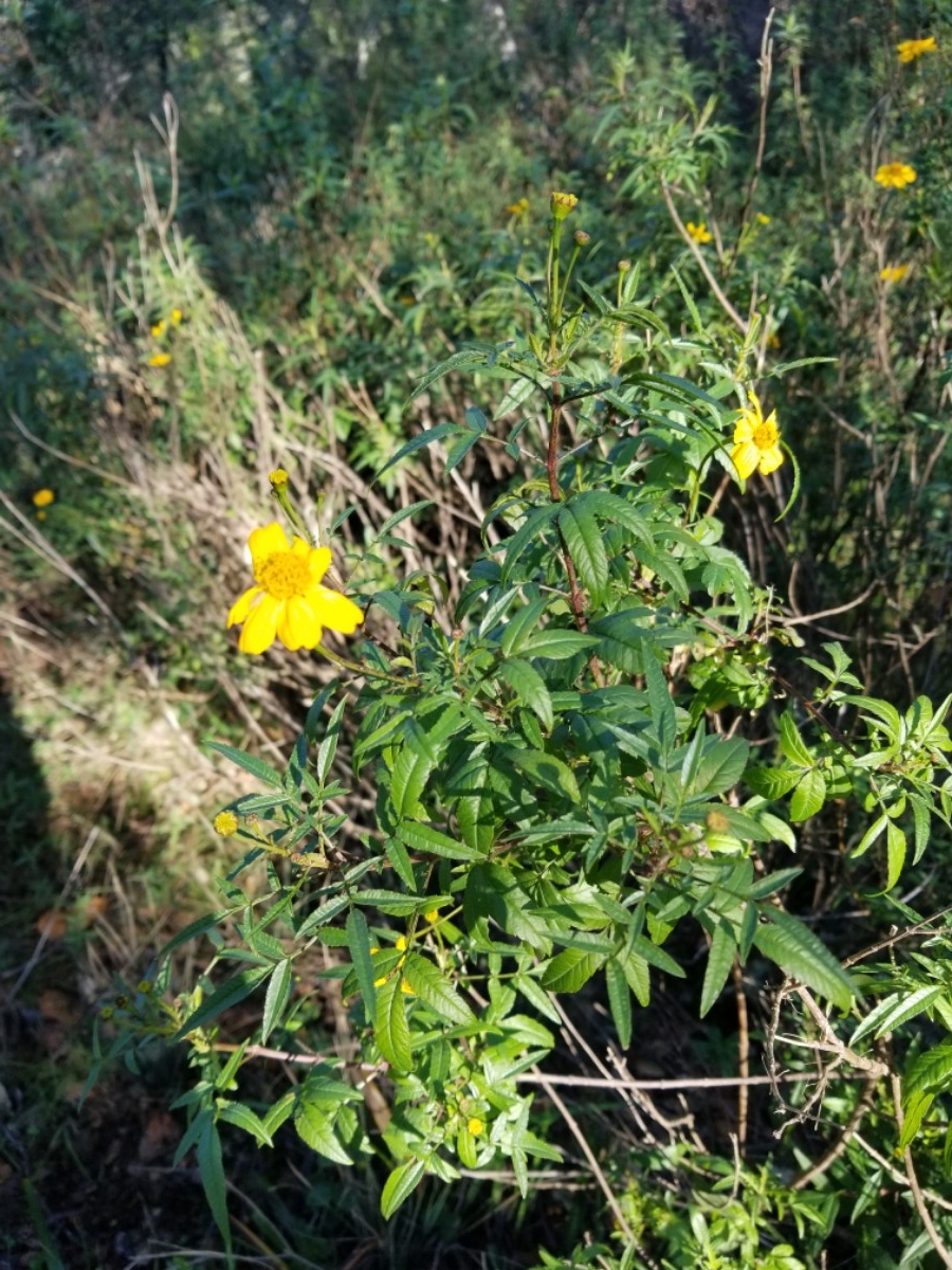 Tagetes lemmonii