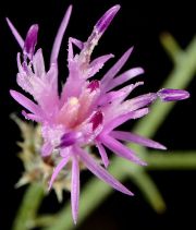 Centaurea triumfettii ssp. adscendens