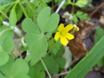 Oxalis albicans ssp. pilosa