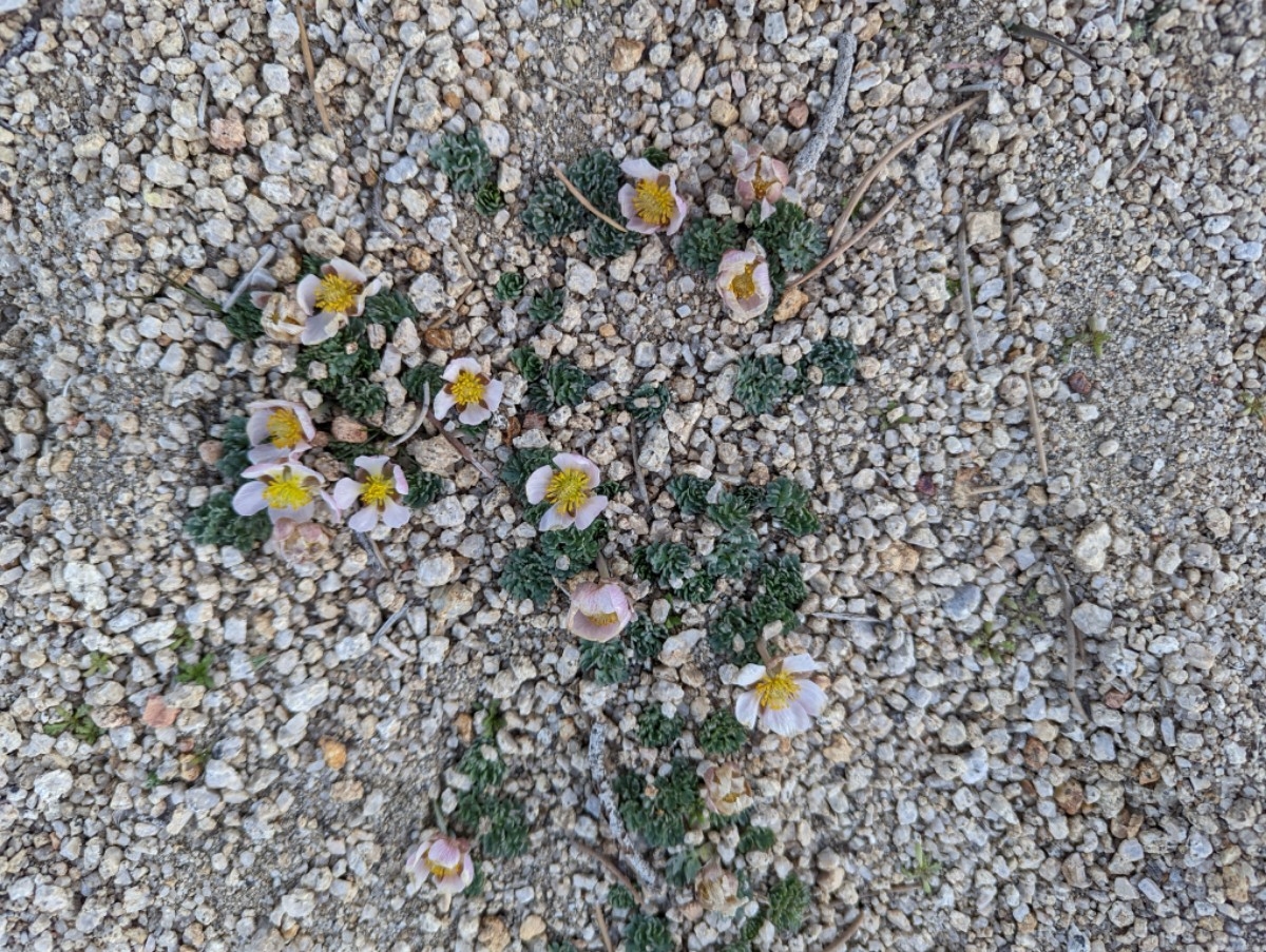 Ranunculus andersonii