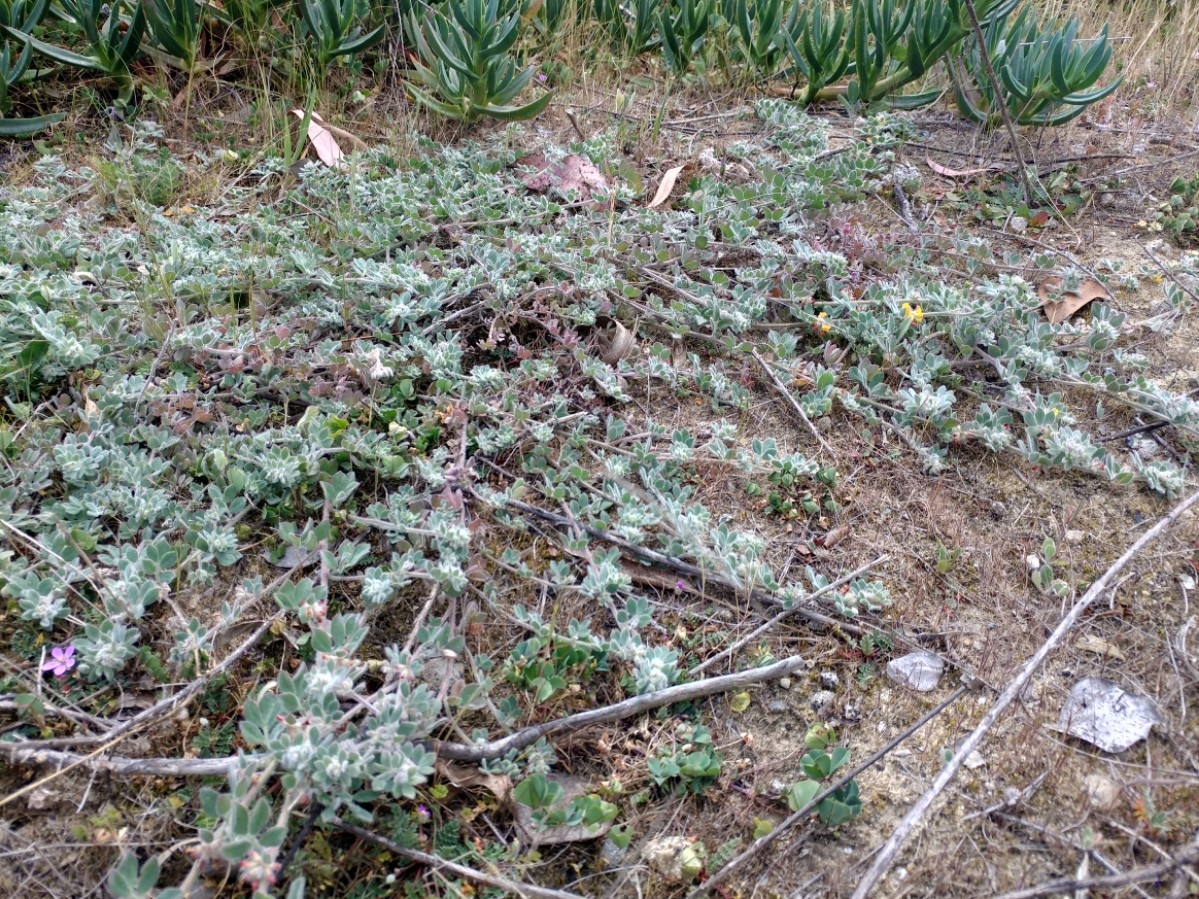 Acmispon tomentosus var. tomentosus