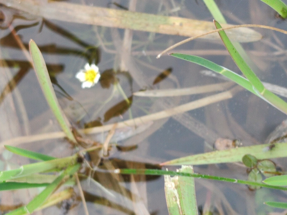 Ranunculus aquatilis var. aquatilis