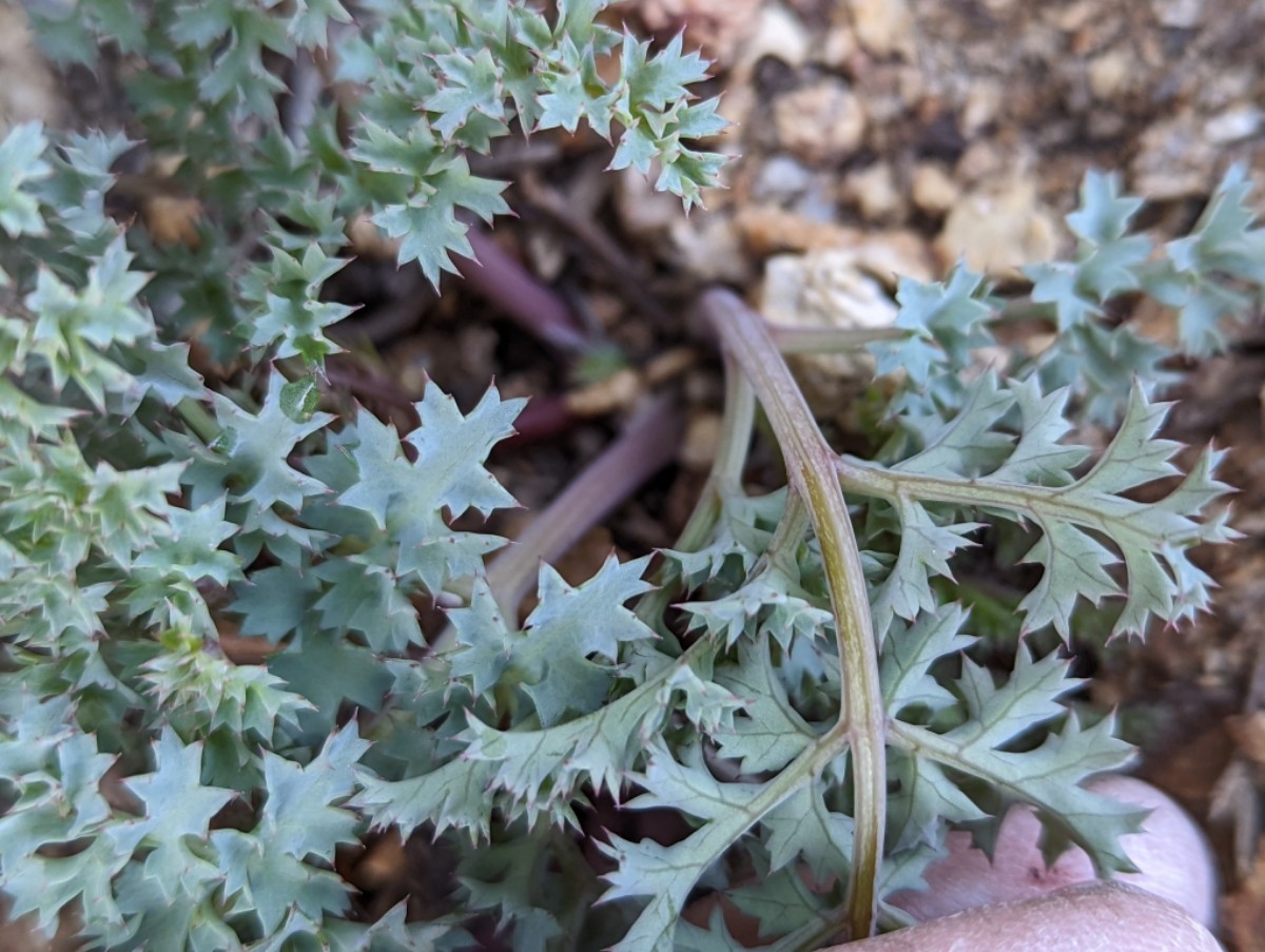 Lomatium rigidum