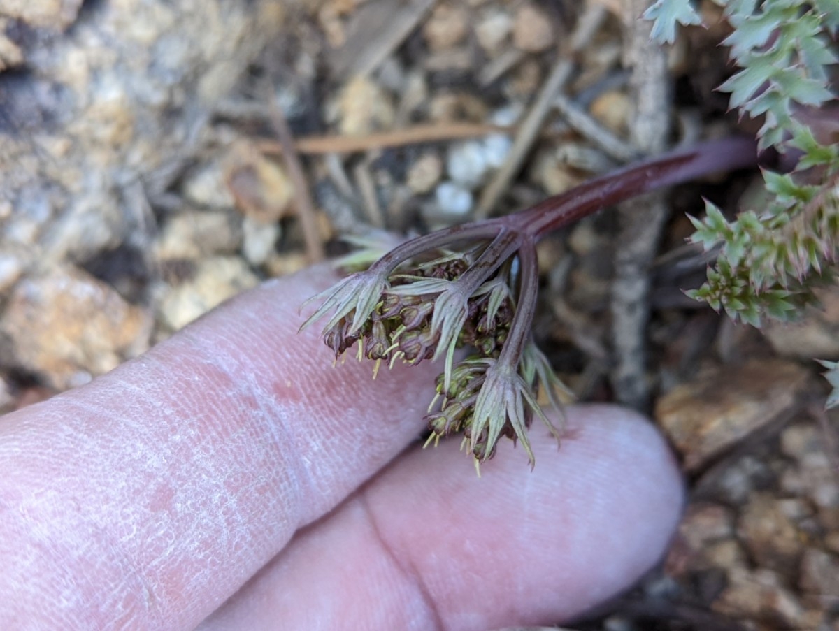 Lomatium rigidum