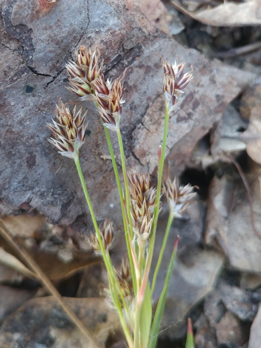 Luzula macrantha