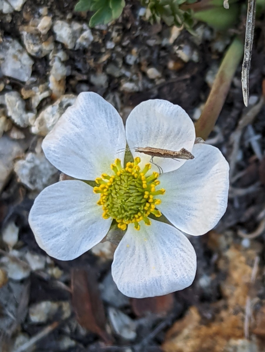 Ranunculus andersonii