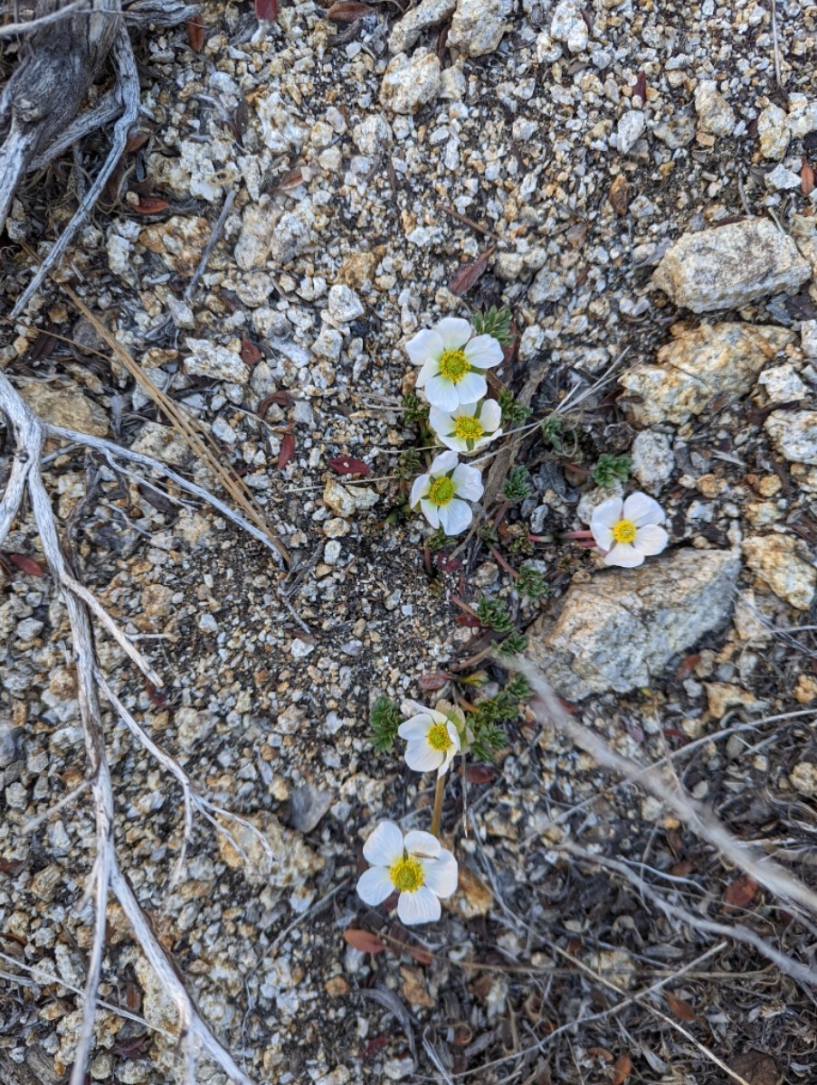 Ranunculus andersonii