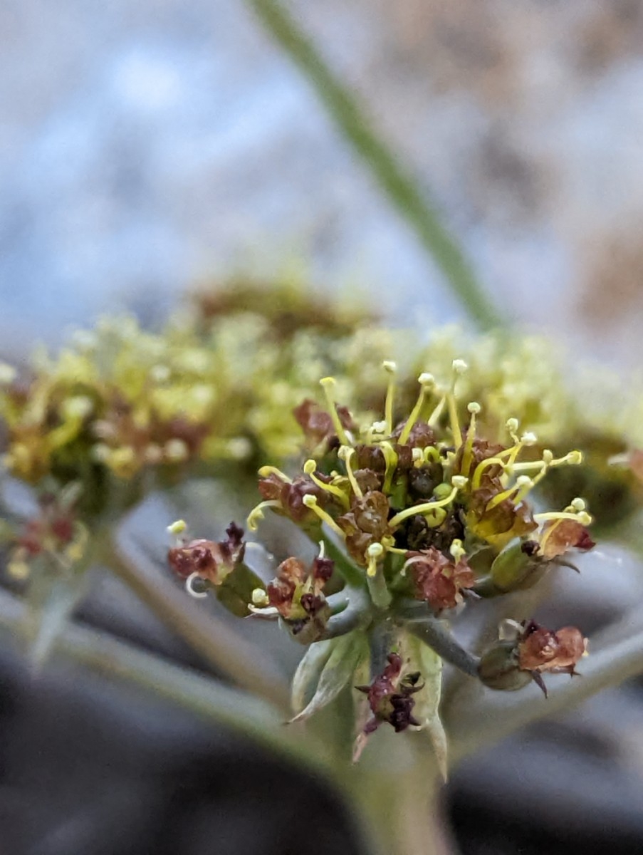 Lomatium rigidum