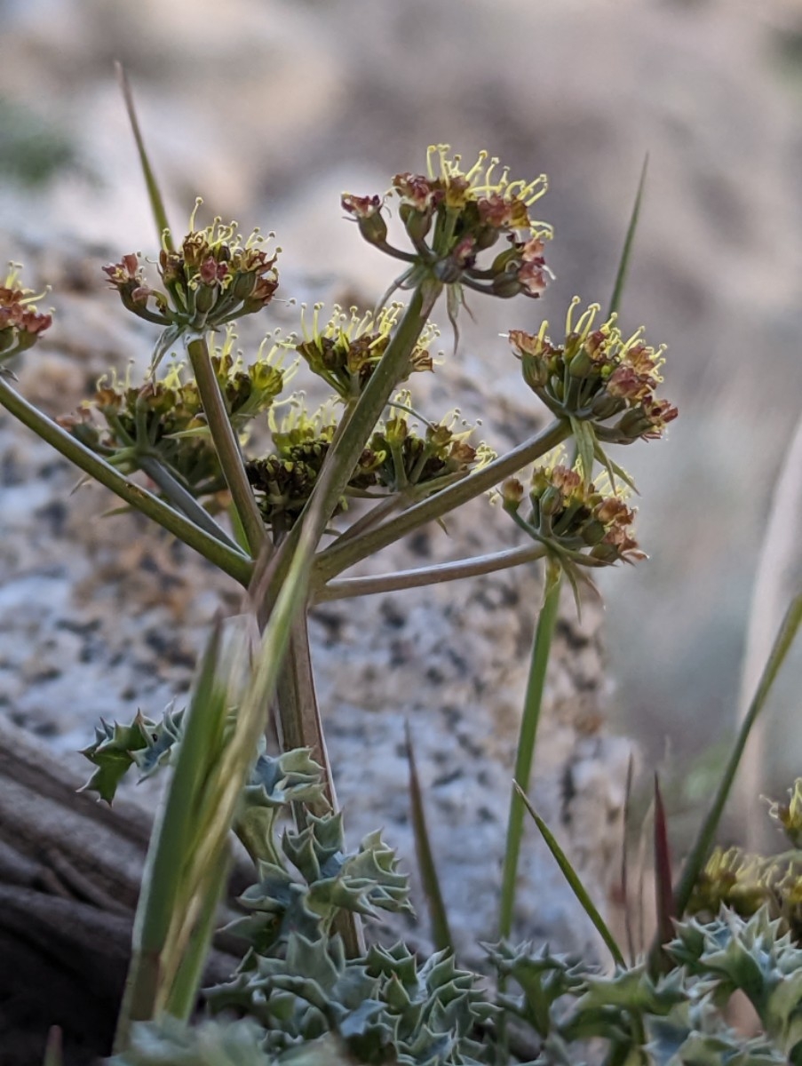 Lomatium rigidum