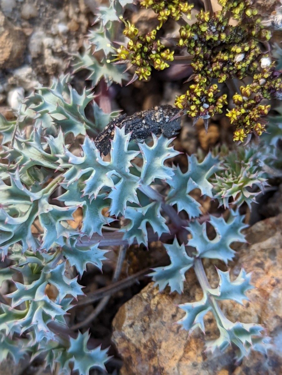 Lomatium rigidum