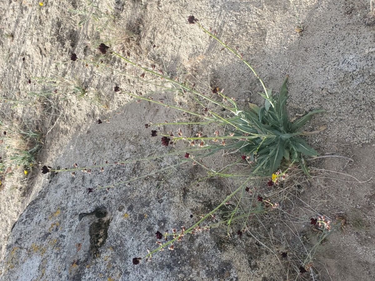 Caulanthus coulteri