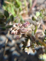 Lepidium oxycarpum