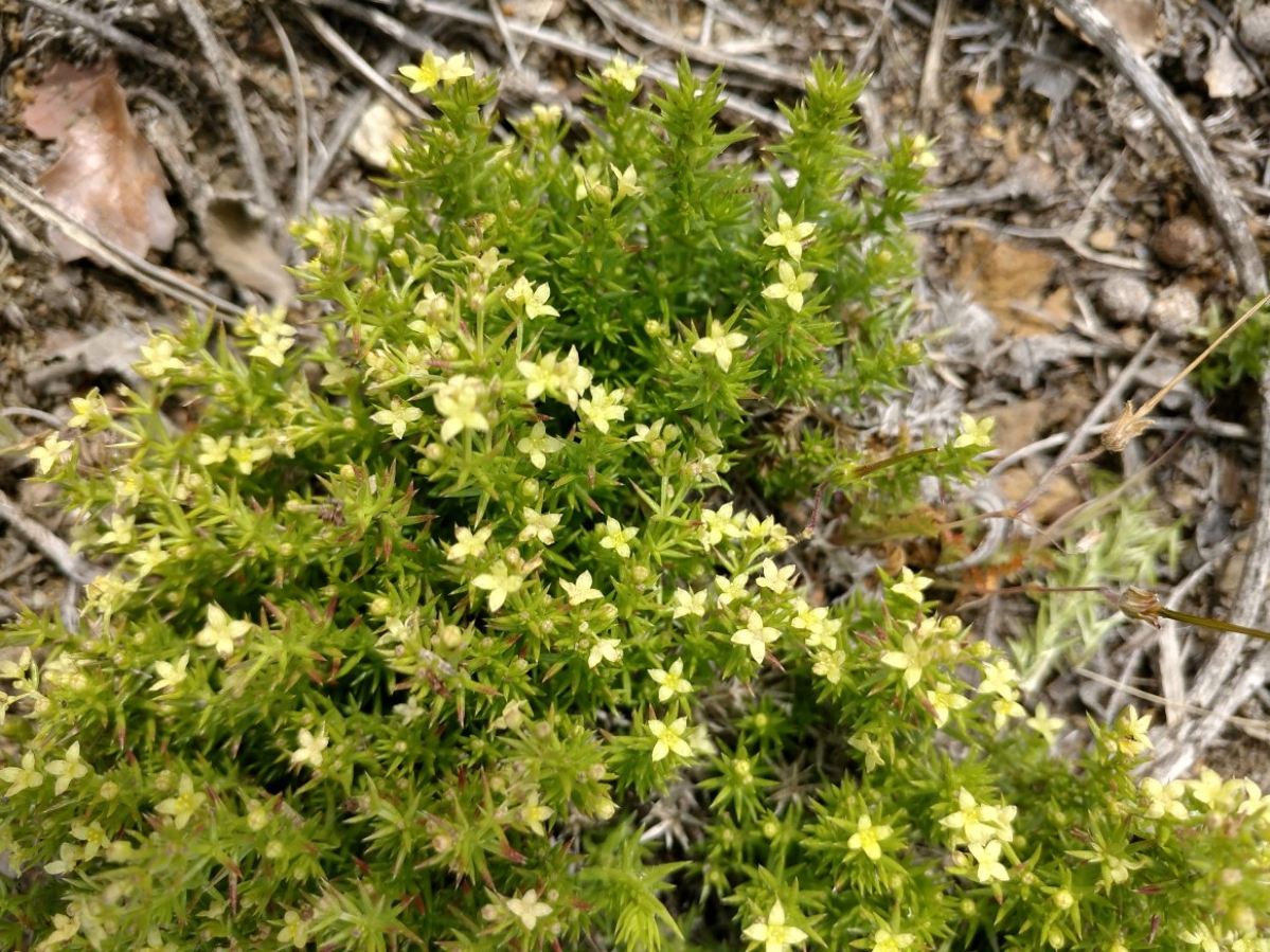 Galium andrewsii ssp. intermedium