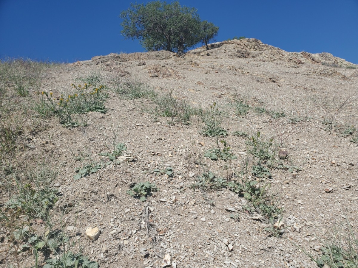 Eriogonum temblorense