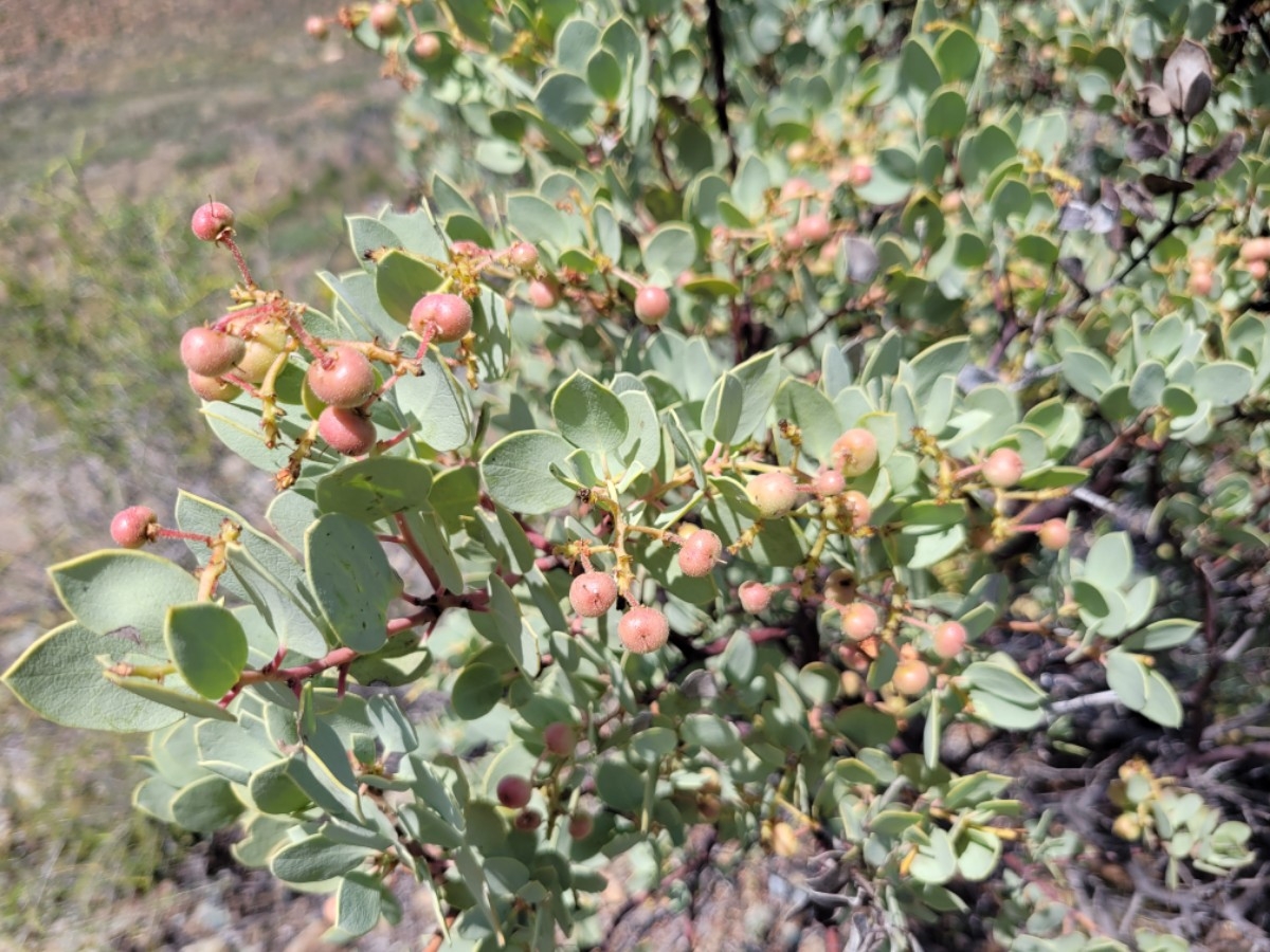 Arctostaphylos viscida ssp. pulchella