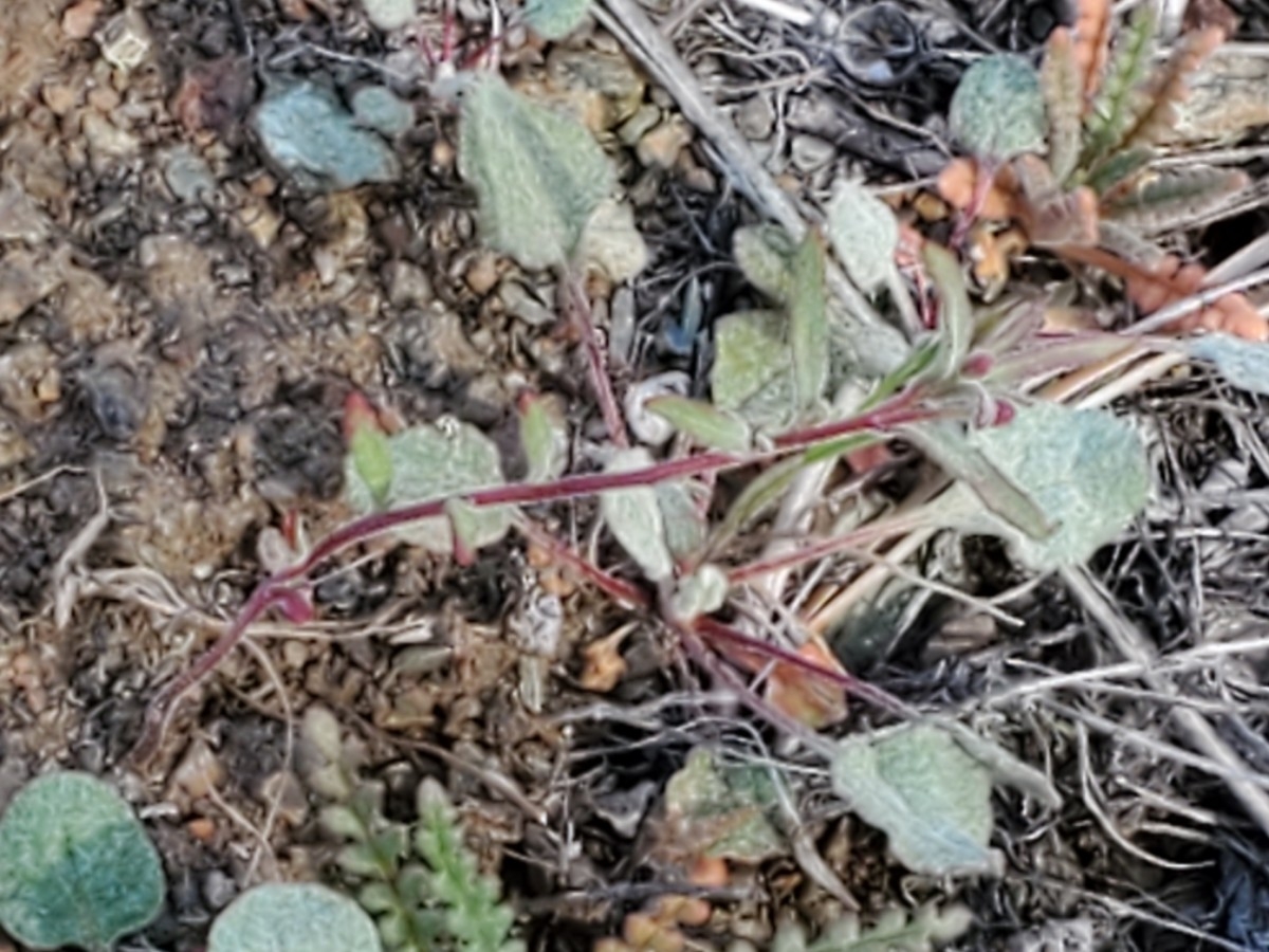 Camissonia benitensis