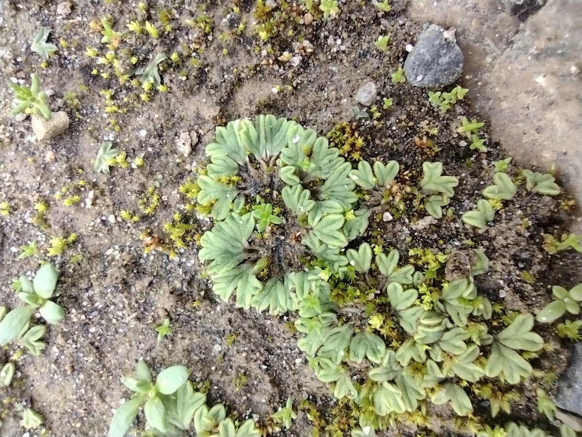 Riccia trichocarpa