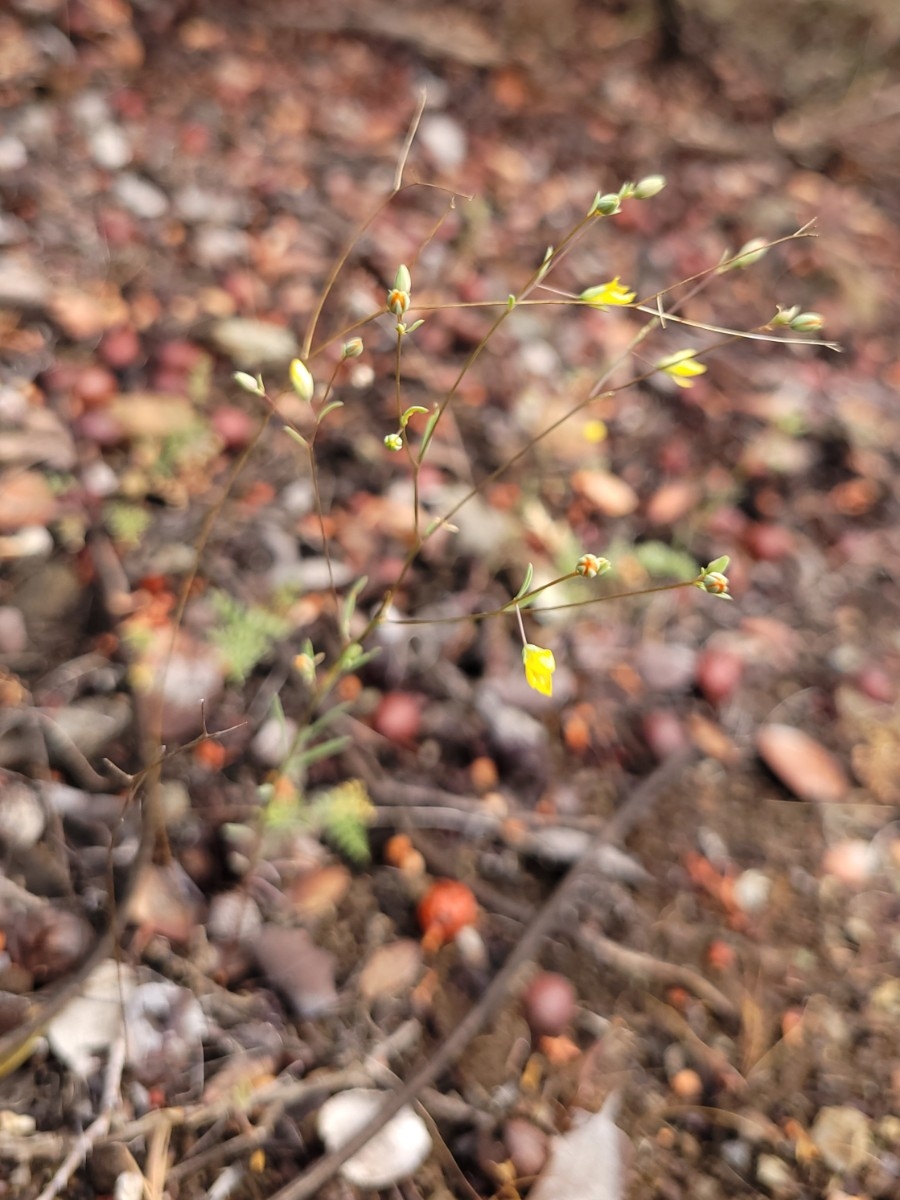 Hesperolinon clevelandii