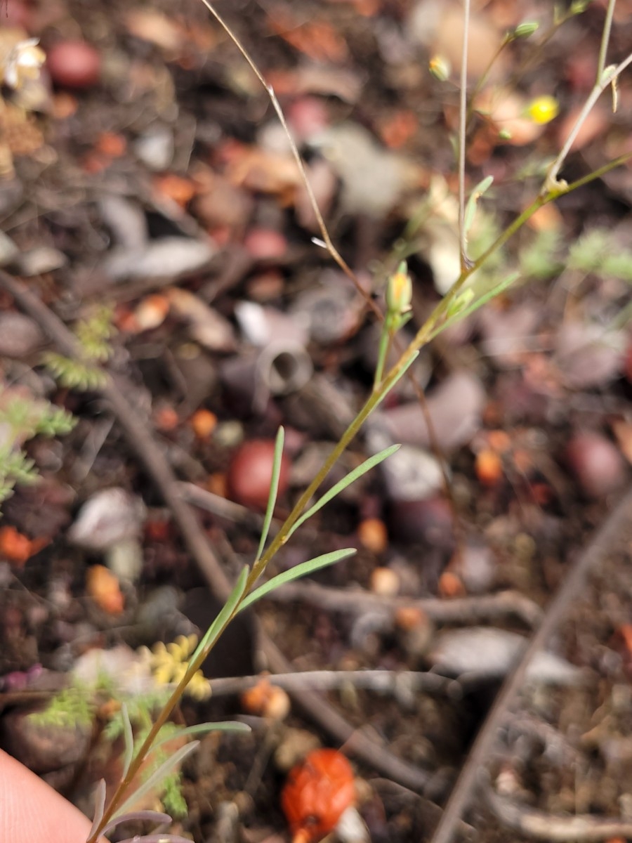 Hesperolinon clevelandii